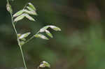 Threeflower melicgrass